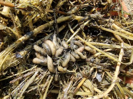 Die Larven der Dungbienen leben in der Mulde