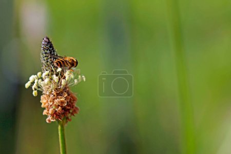 Hoverfly looking for pollen on a ribwort plantain flower