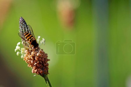 Mosca voladora en busca de polen en una flor de plátano ribwort