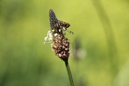 Téléchargez les photos : Hoverfly à la recherche de pollen sur une fleur de plantain d'armoise - en image libre de droit