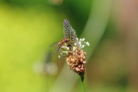 Mosca voladora en busca de polen en una flor de plátano ribwort