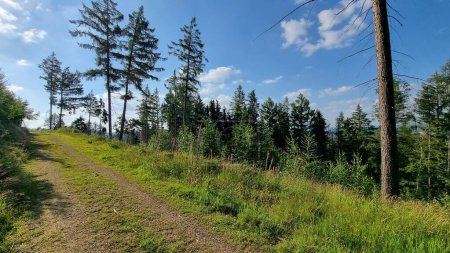 sentier dans la forêt près de Horn Bad Meinberg