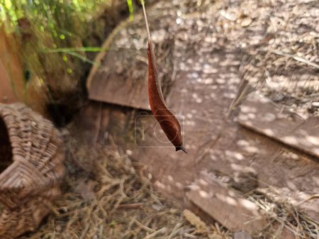 optical phenomenon, snails as rope acrobats in quail enclosure