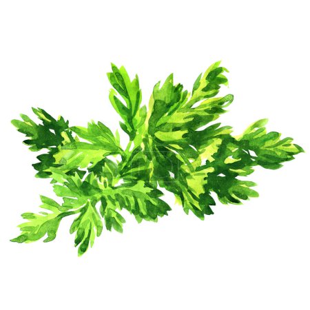 Photo for Fresh green parsley leaves, natural organic healthy food, vegetarian ingredient, isolated object, close-up. Design element for package, shops, markets. Hand drawn watercolor illustration on white - Royalty Free Image