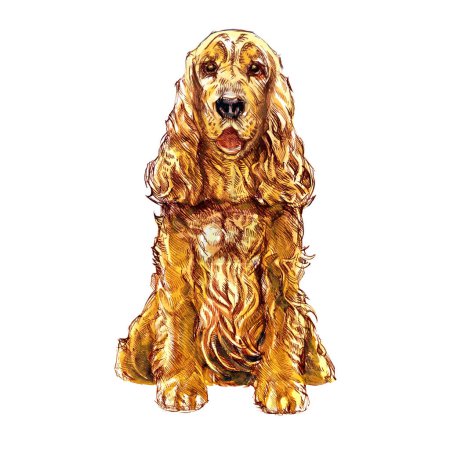 Photo for Brown English cocker spaniel, happy dog, sitting and looking into camera, front view, isolated, close-up. Hand drawn watercolor illustration on white background - Royalty Free Image