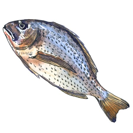 Photo for Fresh dorado fish isolated, close-up. Marine food fish, whole fresh saltwater fish, seafood. Design element for package, shops, markets. Hand drawn watercolor illustration on white background - Royalty Free Image