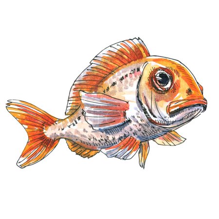 Photo for Red fish, ocean fish seafood isolated, close-up. Marine food fish, whole fresh saltwater fish. Design element for package, shops, markets. Hand drawn watercolor illustration on white background - Royalty Free Image