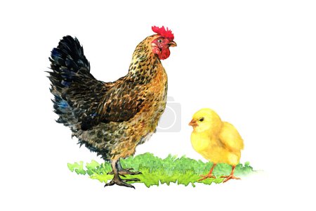 Photo for Brown mother hen with little yellow chicken in a grass. Organic farm concept, poultry, natural farming. Isolated, hand drawn watercolor illustration on white background - Royalty Free Image