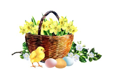 Photo for Happy Easter wicker basket with daffodil flower, cute little chicken and eggs. Spring concept. Design element for greeting card, banner. Isolated hand drawn watercolor illustration on white background - Royalty Free Image