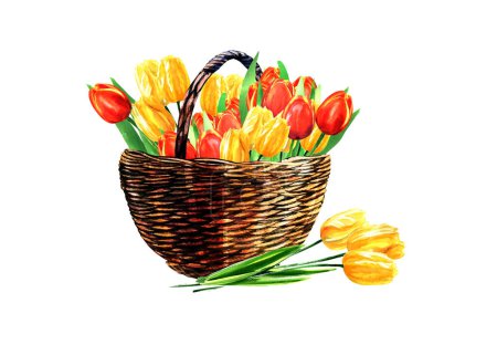 Photo for Happy Easter wicker basket with colorful tulip blooms flower. Spring concept. Design element for greeting card, banner. Isolated hand drawn watercolor illustration on white background - Royalty Free Image