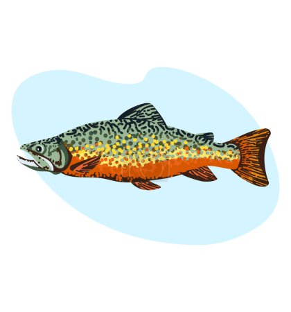 Photo for Rainbow trout fish or brook trout isolated on white background. Vector illustration. Seafood - Royalty Free Image