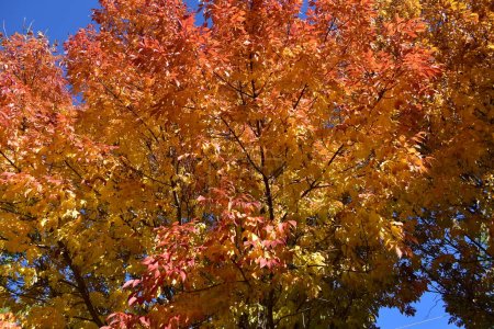 Téléchargez les photos : L'automne enchanteur : saisir la beauté des saisons changeantes - en image libre de droit