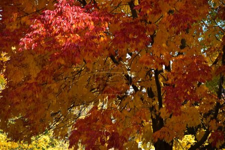 Téléchargez les photos : L'automne enchanteur : saisir la beauté des saisons changeantes - en image libre de droit