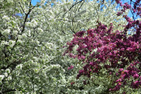 Crabapple Blossoms im Arie den Boer Arboretum in Des Moines, Iowa