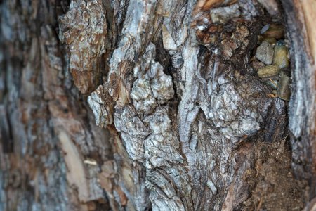 Photo for Tree bark is bark and bast and protects the tree from enemies - Royalty Free Image