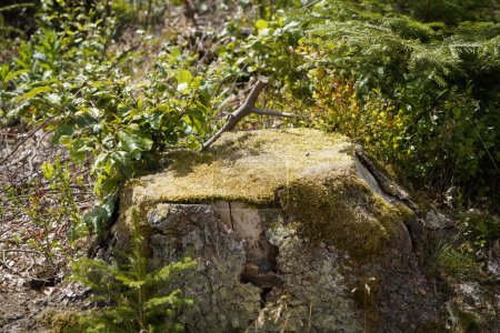 Téléchargez les photos : Mourir des forêts en raison de défrichements insensés dans la forêt souche d'arbre dans la forêt - en image libre de droit
