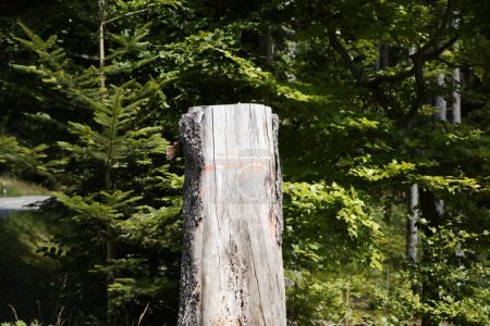Téléchargez les photos : Mourir des forêts en raison de défrichements insensés dans la forêt souche d'arbre dans la forêt - en image libre de droit