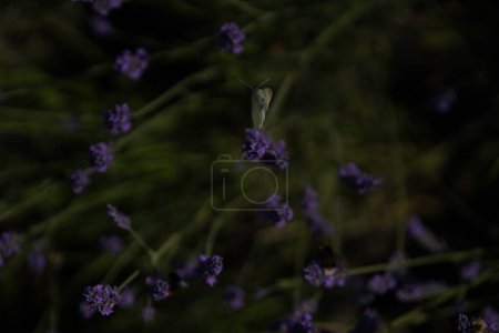 Téléchargez les photos : Fleur photographiée dans le jardin local en Bavière - en image libre de droit