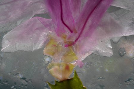 Photo for Christmas cactus schlumbergera in pink blossom in full bloom - Royalty Free Image