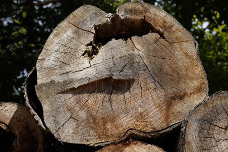 Téléchargez les photos : Arbres malades dans la forêt abattus et stockés pour le bois de chauffage - en image libre de droit