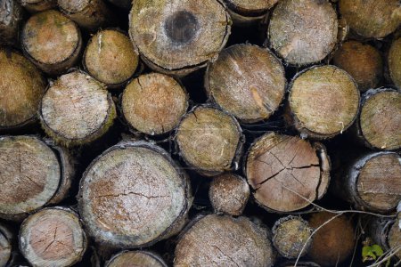Téléchargez les photos : Arbres malades dans la forêt abattus et stockés pour le bois de chauffage - en image libre de droit
