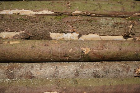 Photo for Tree bark is bark and bast and protects the tree from enemies - Royalty Free Image