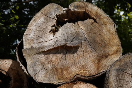Téléchargez les photos : Le bois pourri laissé dans la forêt est un terrain de reproduction pour les insectes bons et mauvais - en image libre de droit