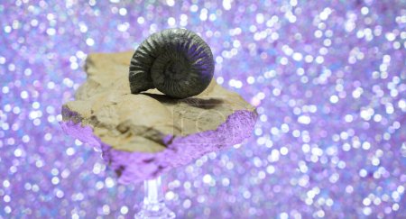 Photo for Fossilized fossils in the studio against a blue background - Royalty Free Image