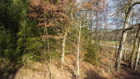 Téléchargez les photos : Forest in lush green with healthy conifers in winter - en image libre de droit