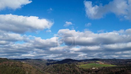 Photo for Forest in lush green with healthy conifers in winter - Royalty Free Image