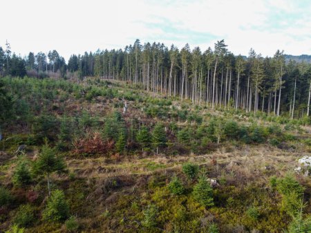 Foto de Forest dieback and reforestation necessary due to climate change in Bavaria in the forest - Imagen libre de derechos