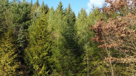Téléchargez les photos : Forest in lush green with healthy conifers in winter - en image libre de droit