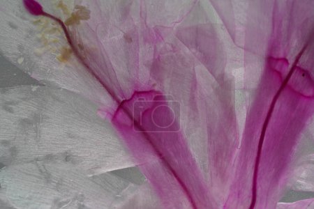 Photo for Christmas cactus schlumbergera in detail with pink blossom in full bloom - Royalty Free Image