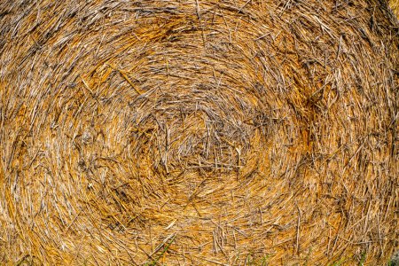 Téléchargez les photos : Balles de foin, paille déposée sur le champ comme fourrage pour vaches, photographiées en automne en Allemagne - en image libre de droit