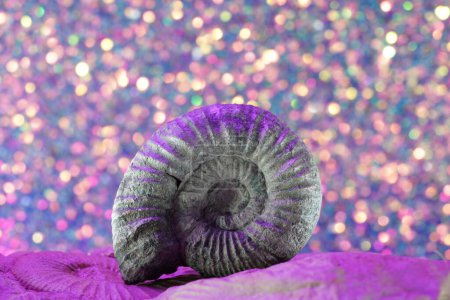 Foto de El amonita es un fósil de un calamar, fotografiado en primer plano en el estudio - Imagen libre de derechos