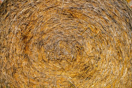 Photo for Hay bales, straw deposited on the field as fodder for cows, photographed in autumn in Germany - Royalty Free Image