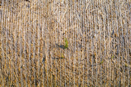 Téléchargez les photos : Balles de foin, paille déposée sur le champ comme fourrage pour vaches, photographiées en automne en Allemagne - en image libre de droit