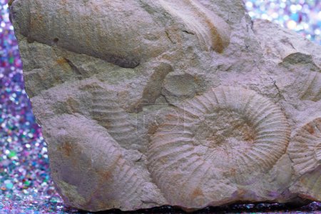 Foto de El amonita es un fósil de un calamar, fotografiado en primer plano en el estudio - Imagen libre de derechos