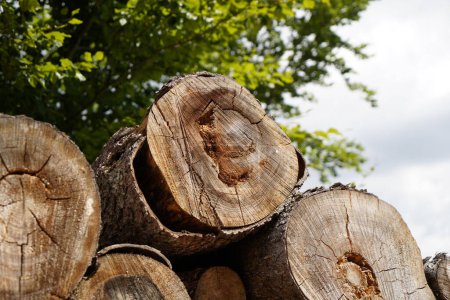 Téléchargez les photos : Le bois pourri laissé dans la forêt est un terrain de reproduction pour les insectes bons et mauvais - en image libre de droit