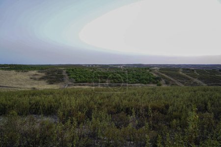 Foto de Alantejo de Portugal con prados secos y árboles secos y calor - Imagen libre de derechos