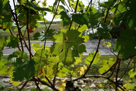 Foto de Viñedos en Baviera con uvas dulces - Imagen libre de derechos