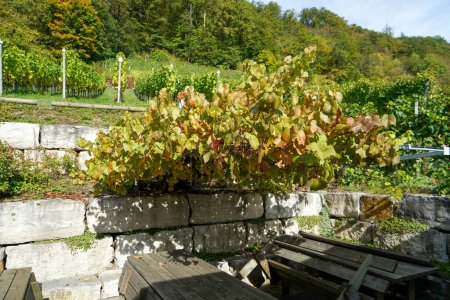 Foto de Viñedos en Baviera con uvas dulces - Imagen libre de derechos