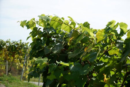 Téléchargez les photos : Champ viticole avant récolte avec raisins mûrs - en image libre de droit