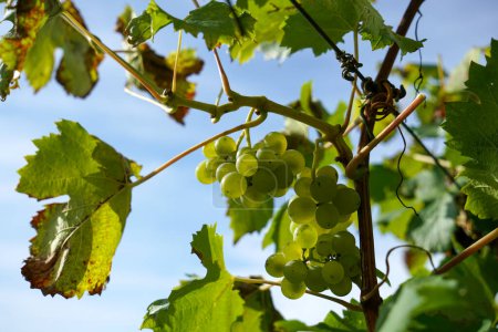 Téléchargez les photos : Champ viticole avant récolte avec raisins mûrs - en image libre de droit