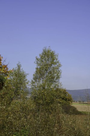Foto de Colores coloridos en otoño con hojas de colores en los arbustos y el paisaje - Imagen libre de derechos