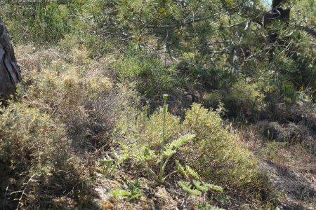 Foto de Crecimiento en un acantilado arenoso, vegetación escasa de plantas robustas - Imagen libre de derechos