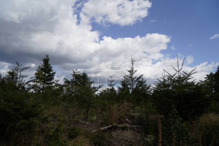Forest dieback due to climate change, drought and storms and deforestation as a raw material