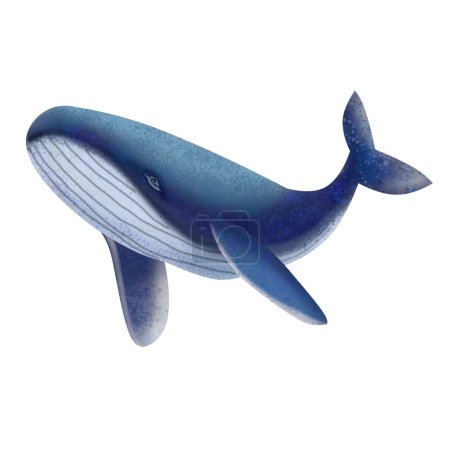 Ilustración de ballena azul.