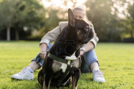Foto de Chica rubia de cuarenta años se acurruca con su perro, un bulldog francés, en un parque sobre la hierba. - Imagen libre de derechos