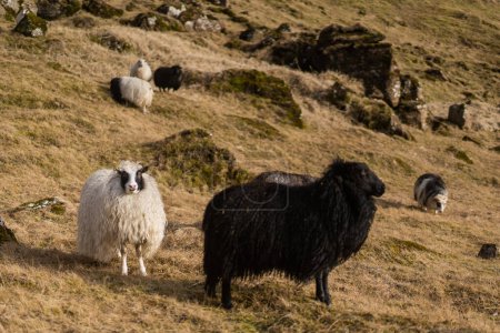 Photo for Sheep graze in the mountains in the fields. High quality photo - Royalty Free Image